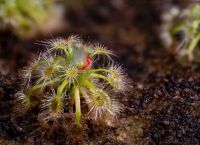 Drosera closterostigma